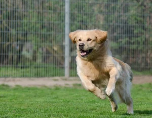 JC Animal Friends Shelter